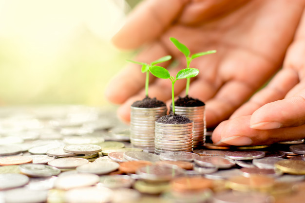 دور أفضل شركة دراسات جدوى في الرياض في تحديد جدوى المشروع؟ seedlings are grown on a coin 38663 25 - دور أفضل شركة دراسات جدوى في الرياض في تحديد جدوى المشروع؟