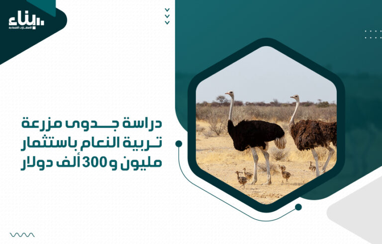 دراسة جدوى مزرعة تربية النعام