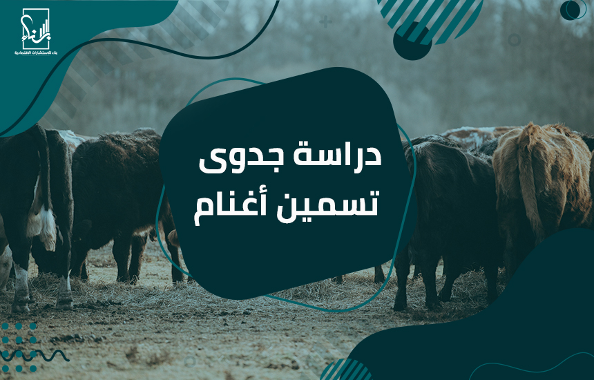 دراسة جدوى تسمين أغنام