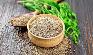 مشروع زراعة الكمون