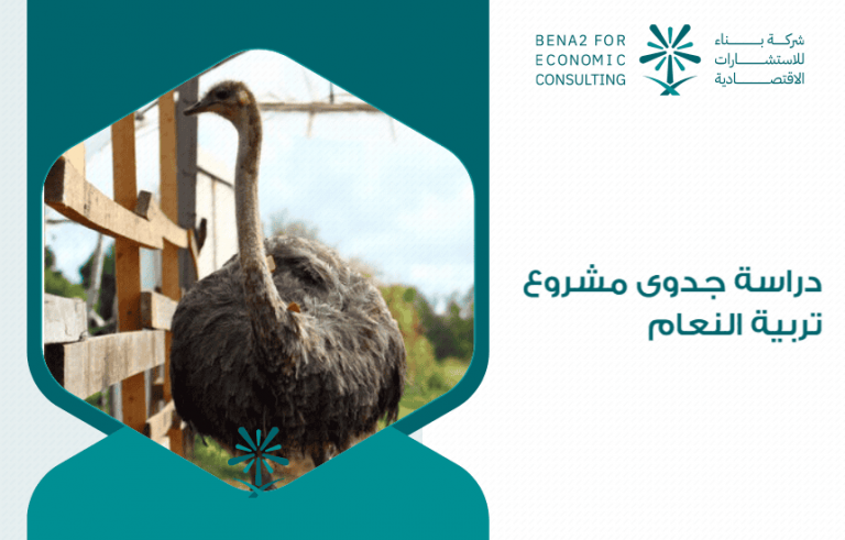 دراسة جدوى شاملة لإنشاء مشروع تربية النعام