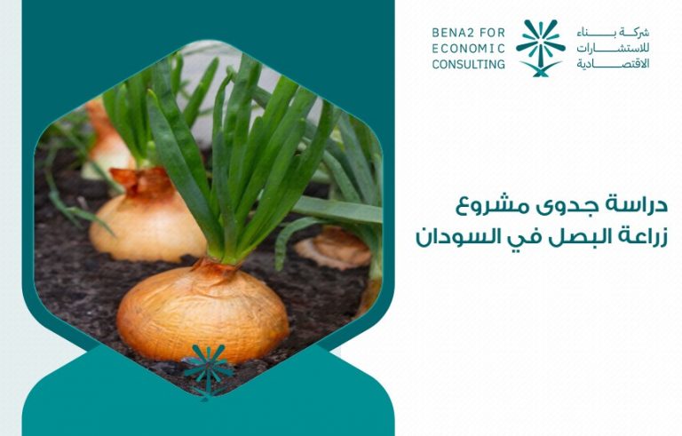دراسة جدوى مشروع زراعة البصل في السودان