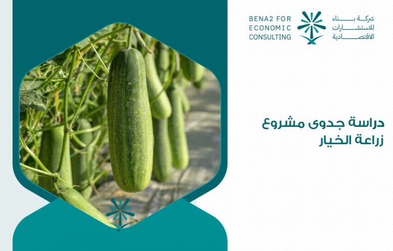 دراسة جدوى مشروع زراعة الخيار