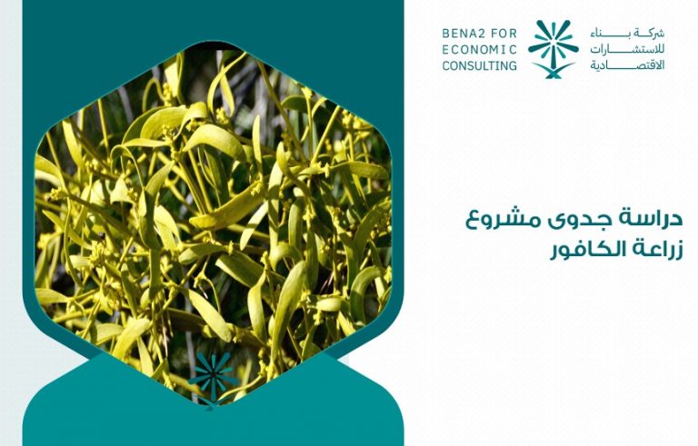 دراسة جدوى مشروع زراعة الكافور