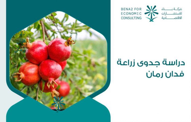 دراسة جدوى زراعة فدان رمان