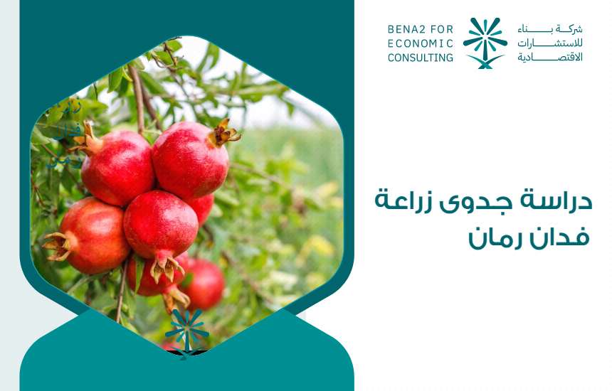دراسة جدوى زراعة فدان رمان