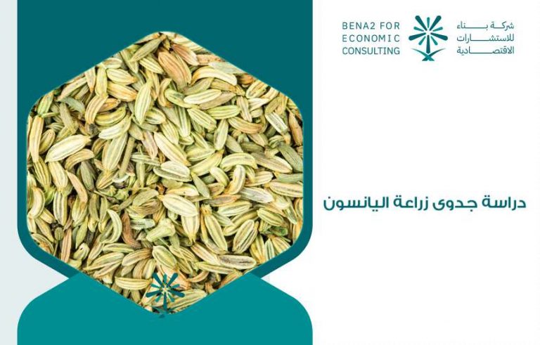 دراسة جدوى زراعة اليانسون