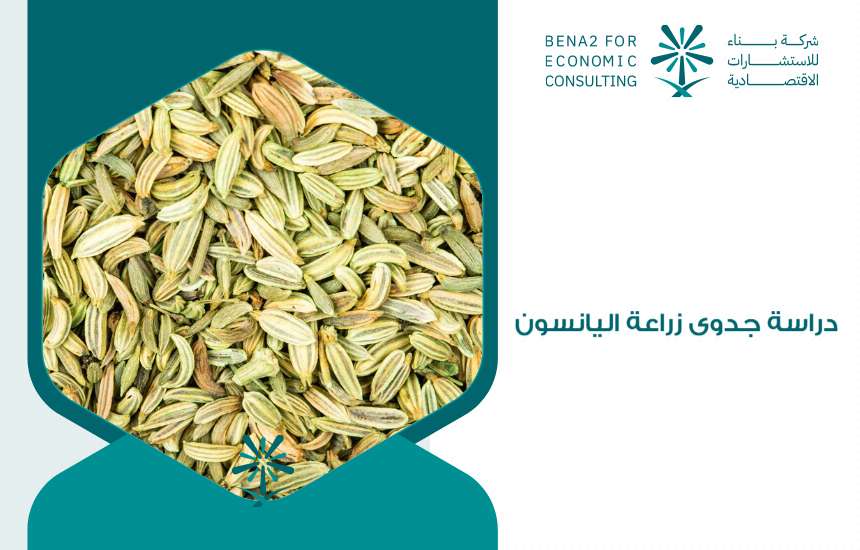 دراسة جدوى زراعة اليانسون