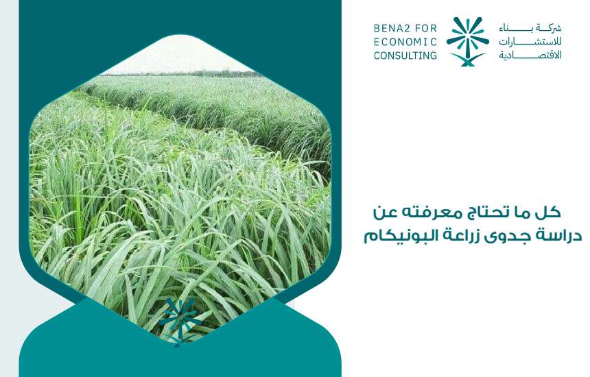 دراسة جدوى زراعة البونيكام
